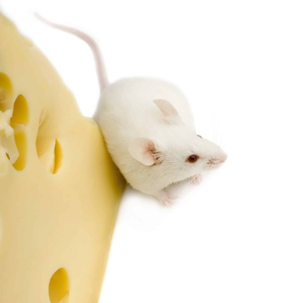 les dernières innovations en termes de souris gaming avec programmation de macros